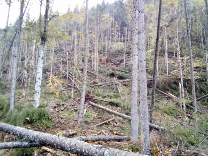 Буря похазяйнувала у закарпатських лісах: опубліковані фото вітровалу
