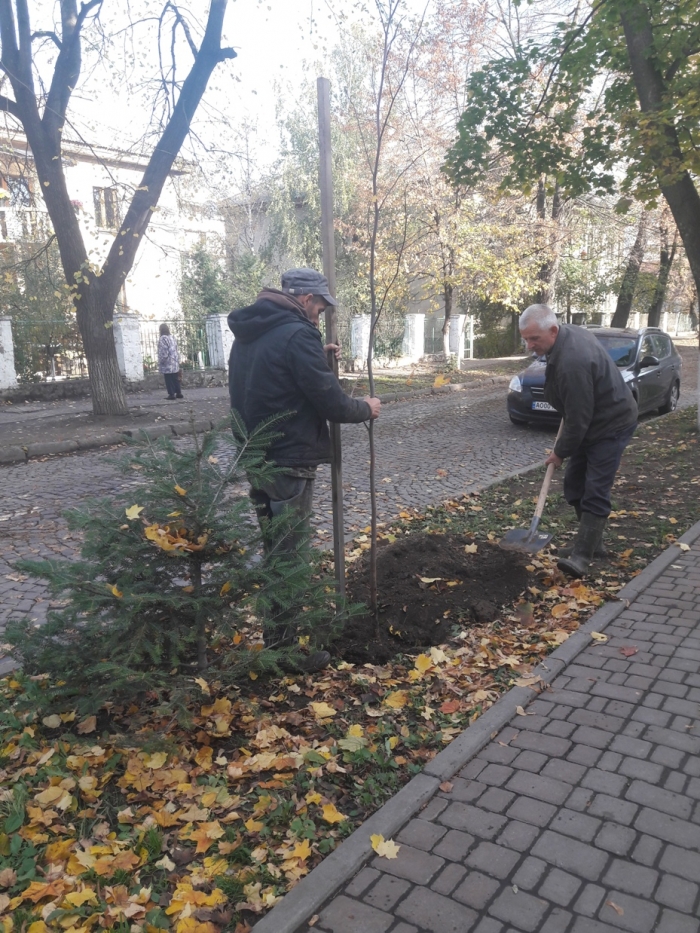 Майже 40 тюльпанових дерев та кленів "виростуть" на Одеській в Ужгороді