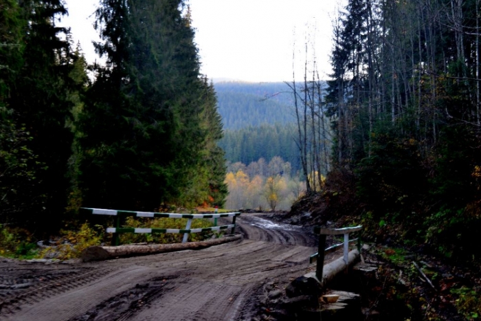 Закарпатські лісівники розпочали реконструкцію старої «Брусиловської дороги» 