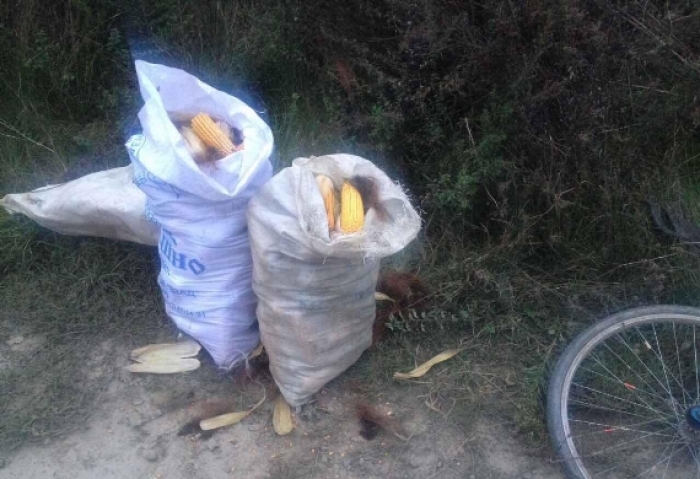 "Крадіжка року": на Мукачівщині пенсіонер намагався вивезти з приватних земель два мішки з кукурудзою