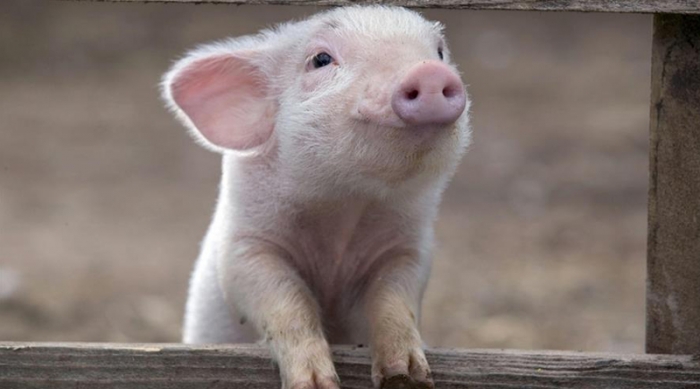 У сусідів Закарпаття на свіжому повітрі зростають незвичайні свині — "пивні"!