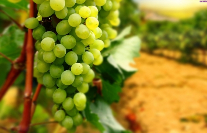 Закарпатський винороб: "Підмерзлий виноград потрібно реабілітувати..." 