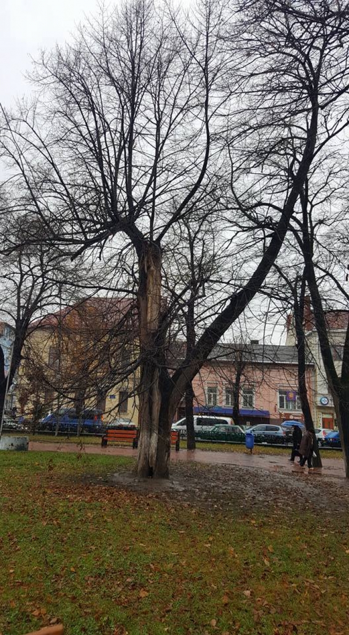 Стан дерев, кущів, газонів і квітників досліджували фахівці на колишній площі Возз’єднання в Ужгороді