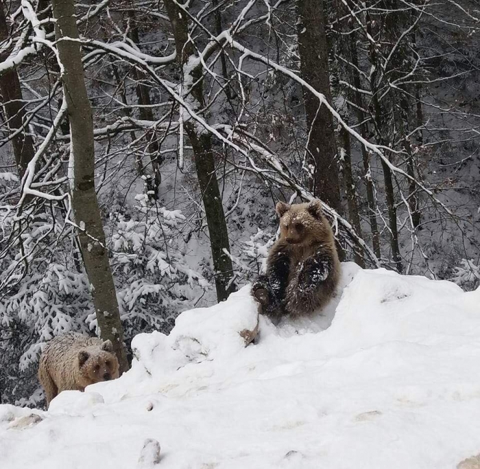 Мімімішні синевирські ведмеді не сплять і радіють першому снігу