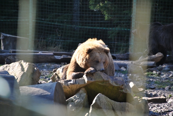 Синевирські ведмеді "очікують" на перші морози, щоб залягти у сплячку