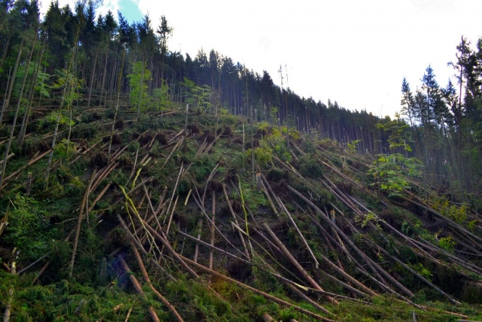 На Рахівщині внаслідок сильного вітру повалило тисячі дерев. Знищено більше тисячі гектарів ліс