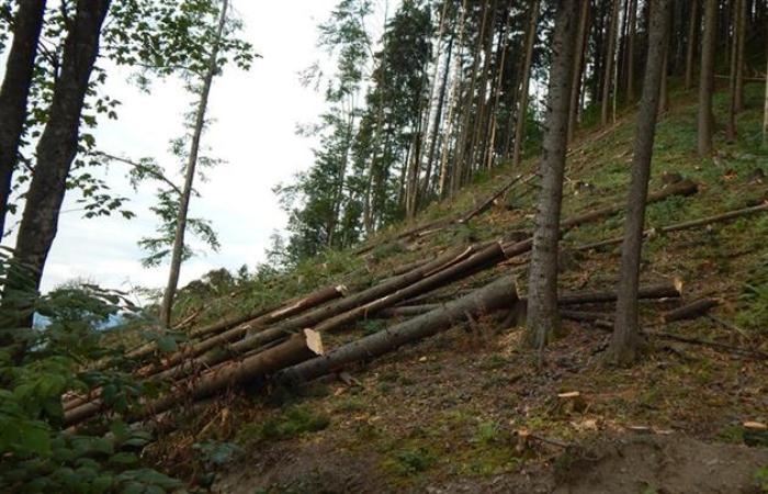 Прокуратура м.Ужгород розпочала кримінальне провадження за фактом незаконної порубки лісу на "Шахті"