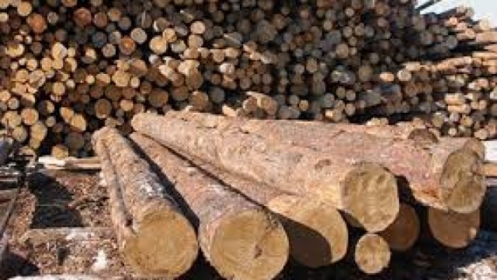 Закарпатська облрада працює над Зверненням щодо запровадження в дію нового порядку реалізації необробленої деревини