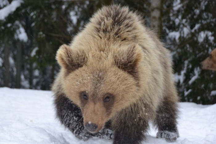 Незвично тепла погода "не вклала" ведмедів у зимову сплячку в Карпатах!