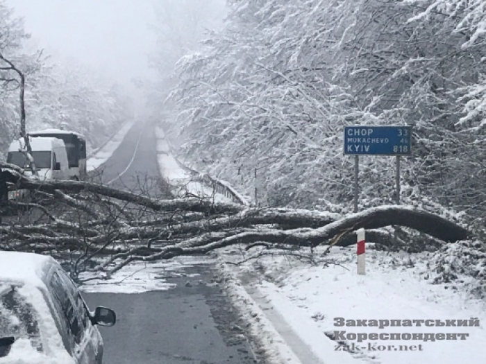 Мокрий сніг повалив дерево на об'їзній трасі в Ужгороді