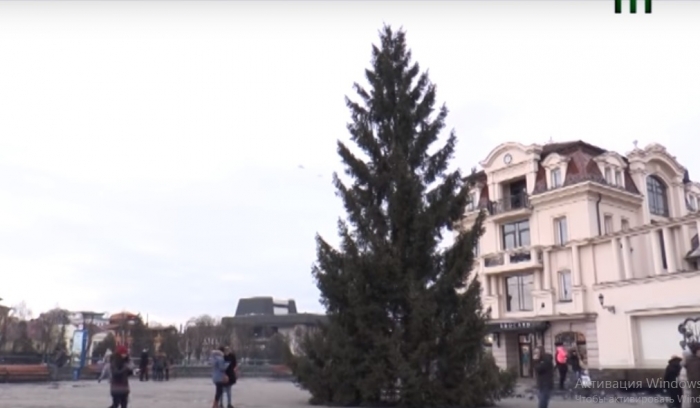 На радість Ужгороду: новорічну ялинку цьогоріч облаcному центру подарували місцеві мешканці