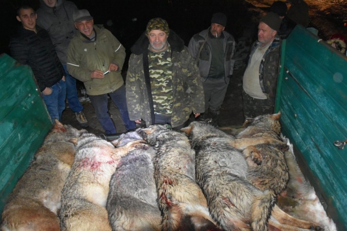 На Рахівщині мисливці похизувалися фото жорстоко вбитих вовків