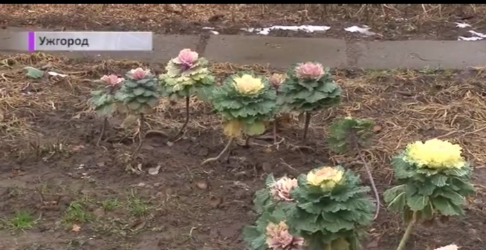 Зима в Ужгороді: цвіте мушмула і дозріває барбарис
