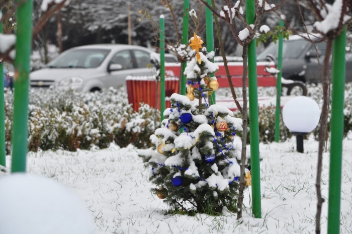 Найменша в Україні «офіційна новорічна ялинка» знаходиться в Ужгороді