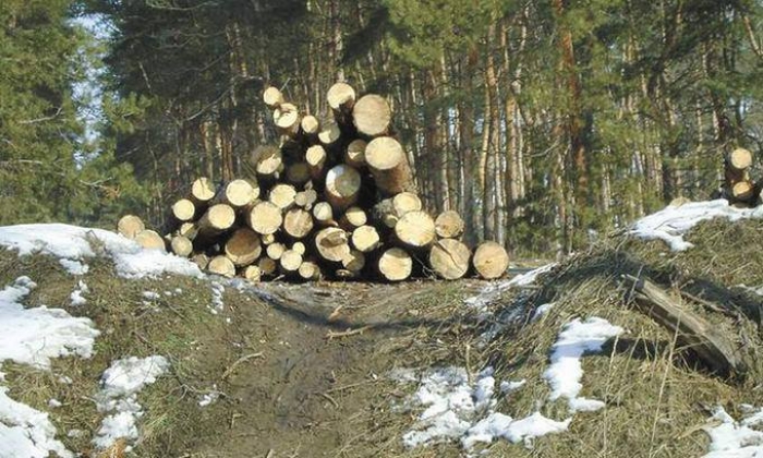Закарпатська прокуратура взялася за фальшивих експортерів лісу
