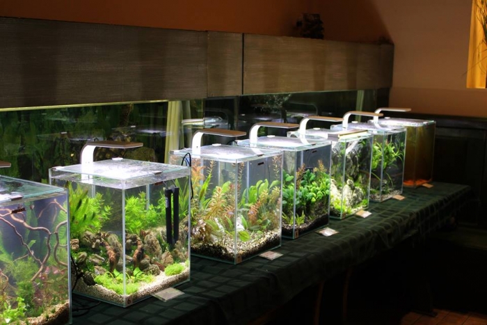 В Ужгороді відкрилася виставка нано-акваріумів 
