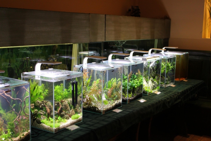 Найгарніший акваріум визначили учасники конкурсу нано-акваріумів Закарпаття