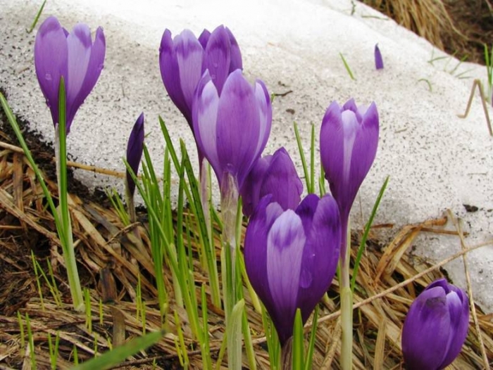 В останній зимовий день синоптики обіцяють на Закарпатті до 14 градусів весни