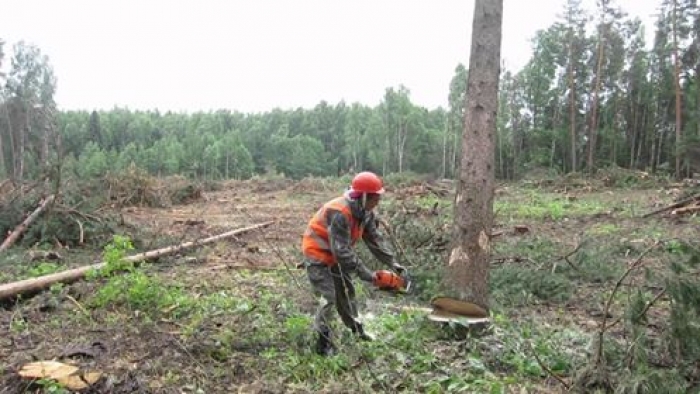 44-річний чоловік на Ужгородщині загинув на незаконній рубці в лісі, двоє діток залишилися сиротами