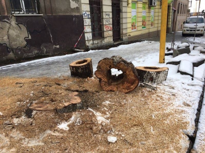 Сакури на Собранецькій в Ужгороді замінять нові дерева