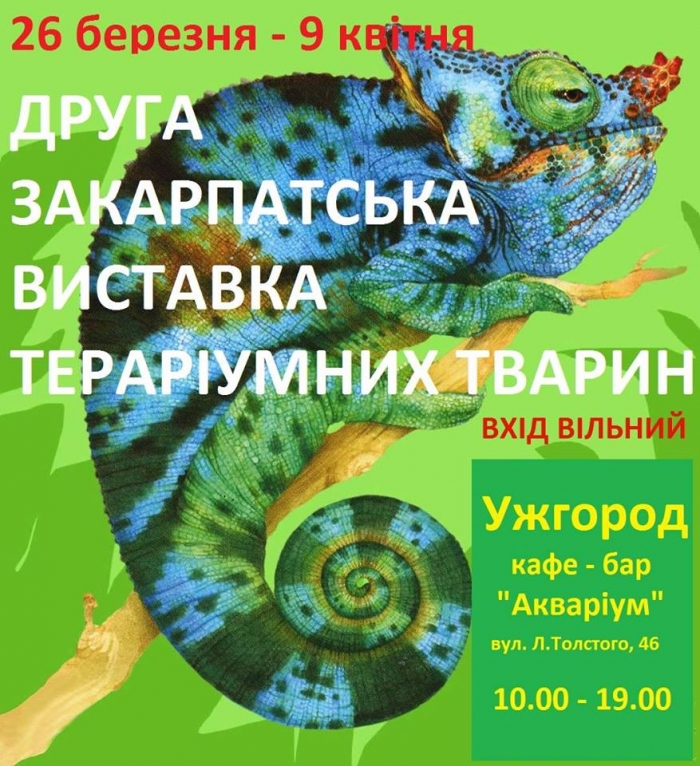 Змії, павуки, хамелеони та скорпіони – таку "екзотику" сьогодні можна побачити в Ужгороді