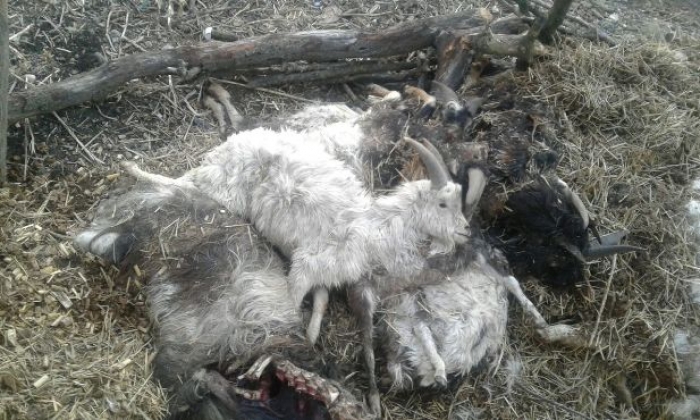 Страшна картина: закарпатець поскидав десятки мертвих кіз сусіду під паркан
