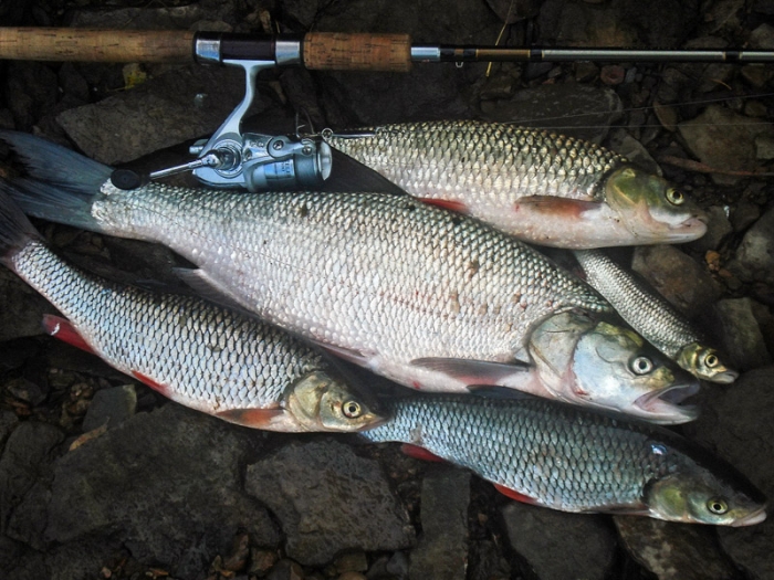 Закарпатським рибалкам – на замітку: де можна ловити рибу під час нересту