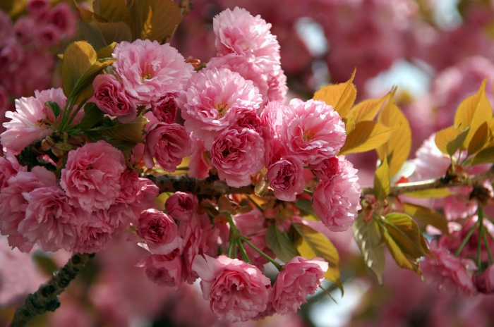 В Ужгороді висадять 30 весняних родзинок міста – подарунок Японії