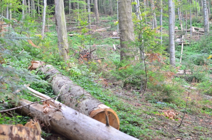 Через службове недбальство працівників Хустського ЛДГ злодії накрали лісу на 250 тис. гривень