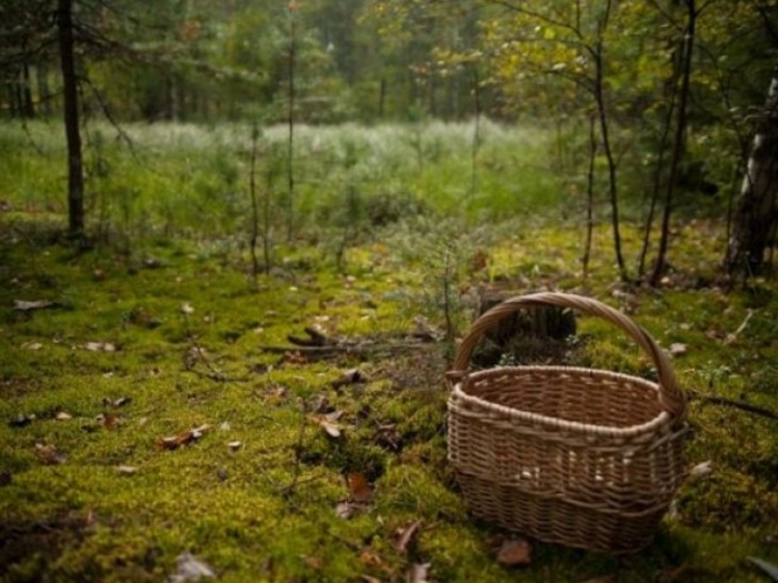 На Ужгородщині в лісі загинула жінка