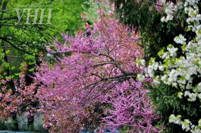 Ще одне вражаюче цвітіння в Ужгороді: розквітло Іудине дерево