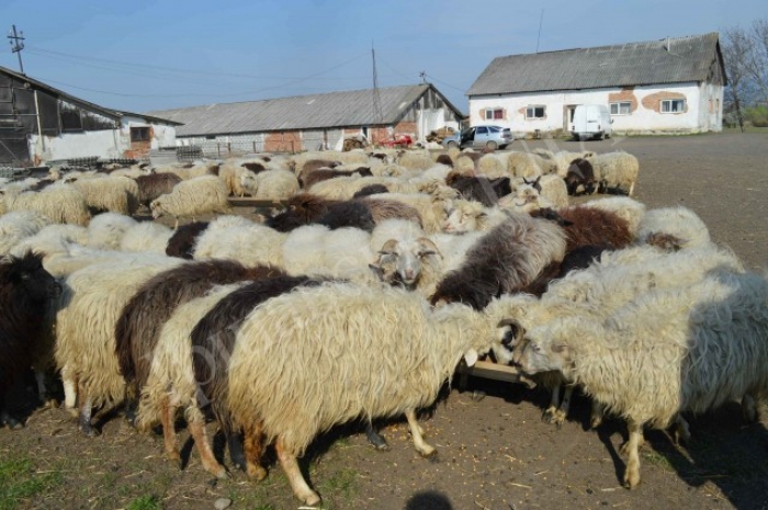 Чи є перспективи в овечих ферм гірського Закарпаття?