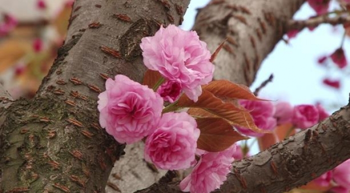 Цвітіння японської вишні на Закарпатті лише на "низькому старті"!