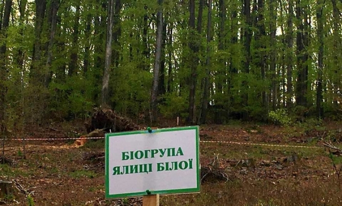 Закарпатський кордон України зі Словаччиною сьогодні озеленять