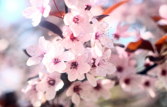 На Великдень Ужгород перетвориться на квітучий "рожевий сад"