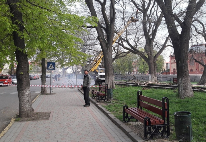 Біля Генконсульства Угорщини в Ужгороді сьогодні обрізають сухі гілки дерев
