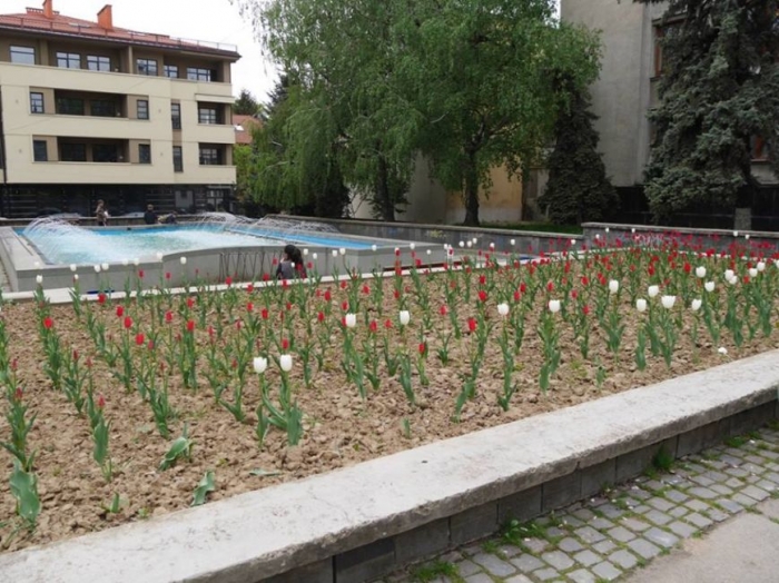 Місто, як сад: в Ужгороді висадили близько 800 квітів бегонії, пеларгонії, аератум та петунії