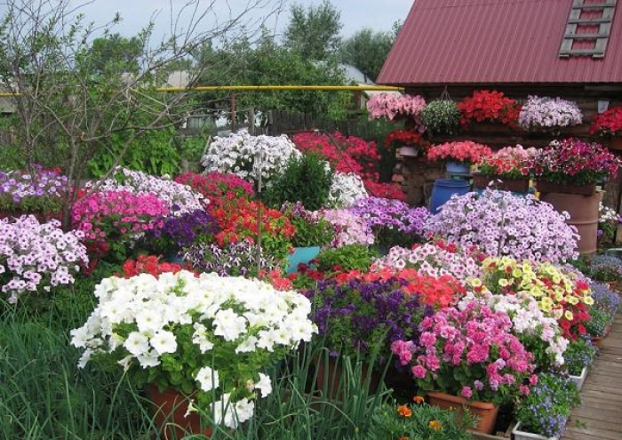 Настав "зелений" сезон: на Виноградівщині стає популярним квітковий бізнес