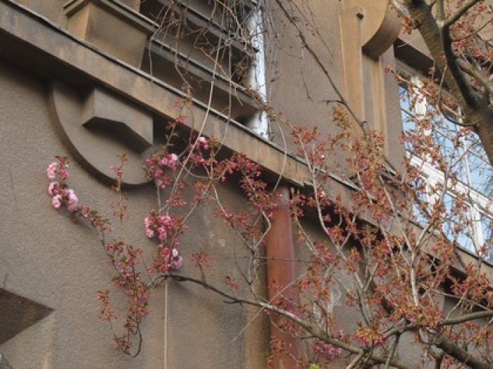 Є! Фотомисливці за весняним цвітом знайшли квітучих першопрохідців Ужгорода