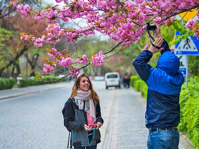 Японські вишні на три тижні перетворять Ужгород на Мекку для туристів