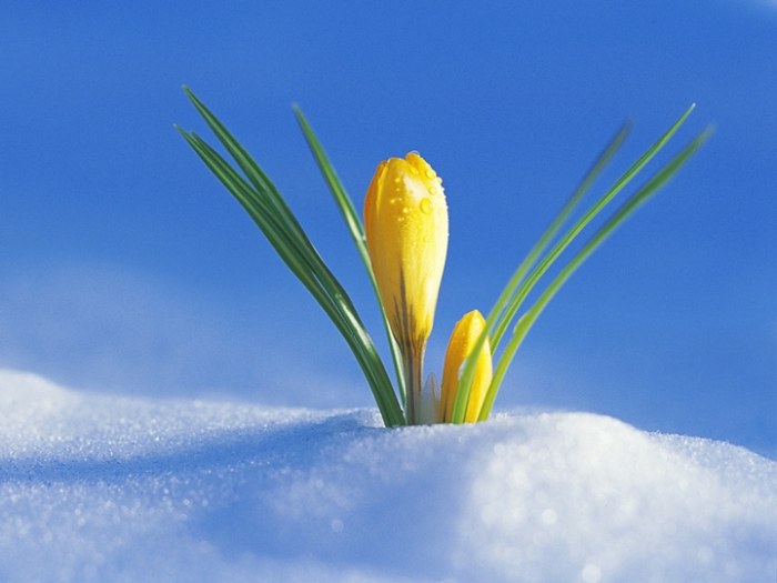 Весна відкладається? В Закарпатті погіршення погодних умов зі снігом та хуртовинами