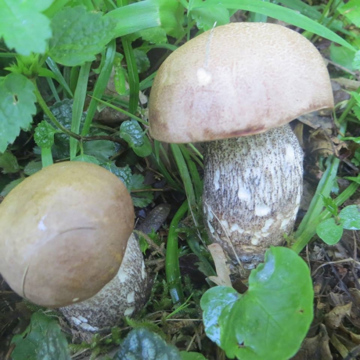 На Закарпатті вже хваляться першими грибами