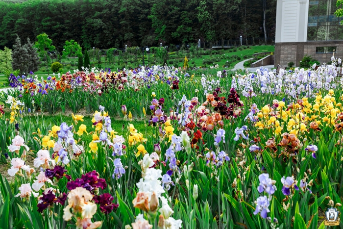 Цвітіння ірисів неподалік Ужгорода: 180 відтінків вишуканості