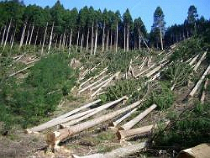 "Комітет порятунку лісу" заснували на Срібній Землі