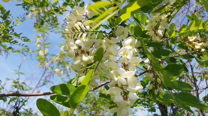Біля Ужгорода траси квітують білим цвітом!