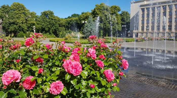 Нове місце краси і фотозона в Ужгороді: перед ОДА розквітла королева квітів