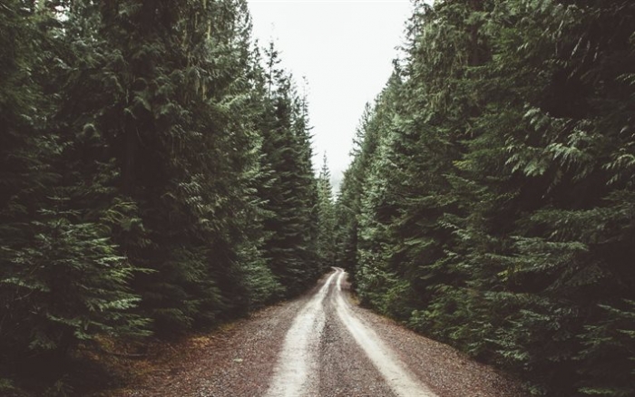В лісах Закарпаття прокладуть 12 кілометрів грунтових доріжок