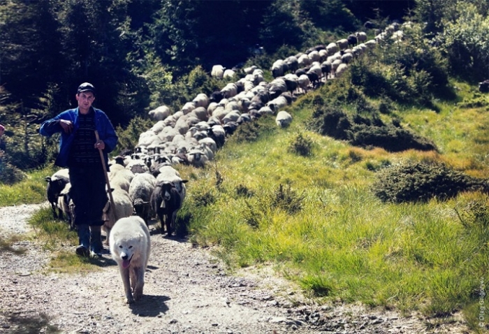 На Міжгірщині ефектно та колоритно проведуть овечок на полонини