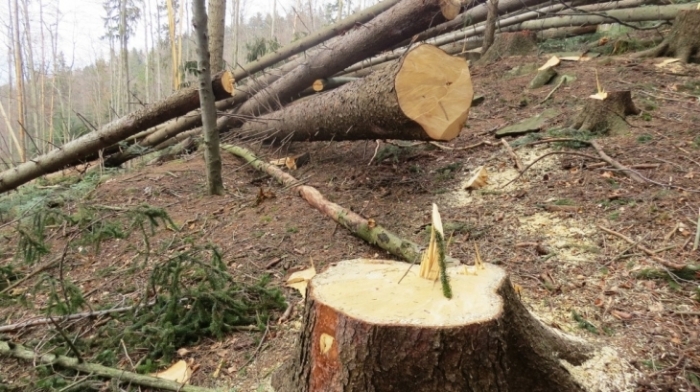 На Тячівщині службовці органу місцевого самоврядування організували вирубку міні-лісу