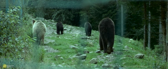 Відео дня: як живеться бурим ведмедям у реабілітаційному центрі "Синевир"